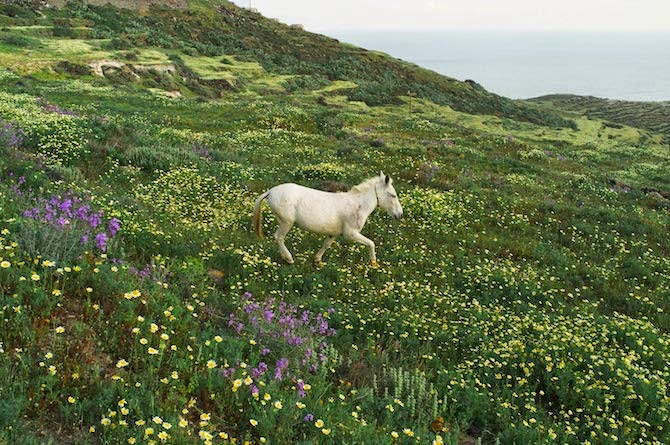 Photographer Petros Koublis describes the Santorini that he captures as the “equivalent of a dream”—which is exactly what it feels like to view his photographs—like looking through the lens of a dream.